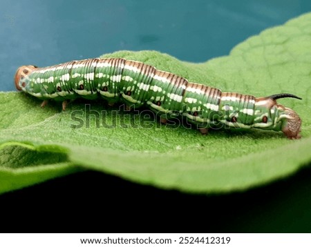 a caterpillar lying on a leaf