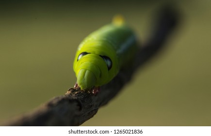 the caterpillar macro 