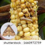 Caterpillar and moth of The European corn borer or borer or high-flyer (Ostrinia nubilalis) on damaged corn cob. It is a one of most important pest of corn crop.