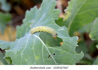 Caterpillar Moth Of The Family Noctuidae - Owlet Moths, Armyworm On Winter Oilseed Rape Leaf. It Is A Dangerous Pest.