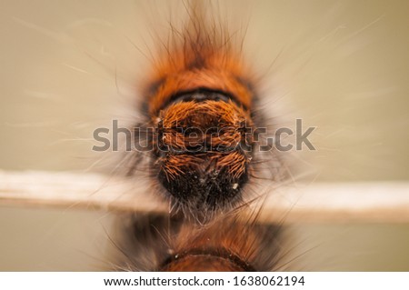 Similar – Begegnung Natur Frühling