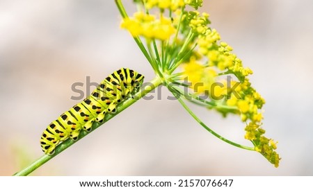 Caterpillar of an old world swallowtail, Papilio machaon on a fennel stem