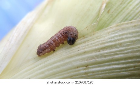 a caterpillar is on a corn husk