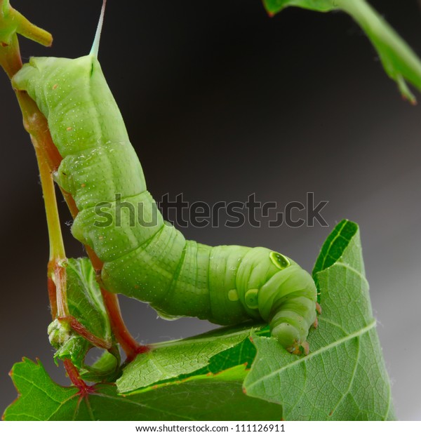 Caterpillar On Grape Leaf Stock Photo (Edit Now) 111126911