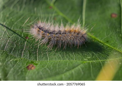 1,268 Garden tiger caterpillar Images, Stock Photos & Vectors ...