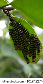 Lot of caterpillar on leaf