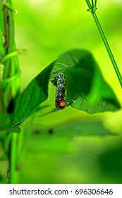 Caterpillar on leaf