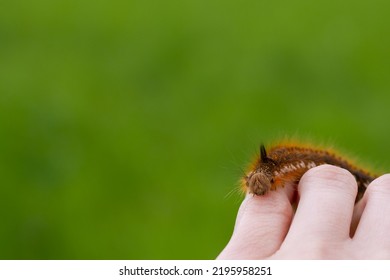 Caterpillar on the palm of a person, a hairy insect, a large black, brown, orange caterpillar crawls on the fingers on the hand on a green background of leaves in summer. - Powered by Shutterstock