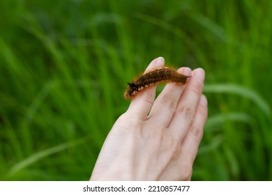 Caterpillar on the palm of a person, a hairy insect, a large black, brown, orange caterpillar crawls on the fingers on the hand on a green background of leaves in summer - Powered by Shutterstock