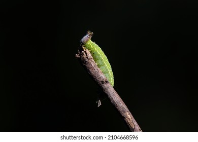 209 Texas caterpillar Images, Stock Photos & Vectors | Shutterstock