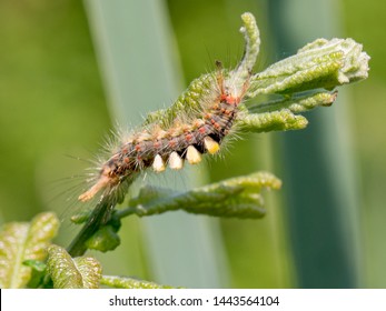 Caterpillar Of The Orgyia Antiqua