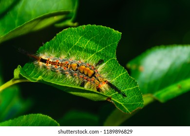 A Caterpillar Of Orgyia Antiqua Moth