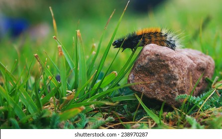 Caterpillar Overcoming Obstacles Grass Rock Strenth Nature