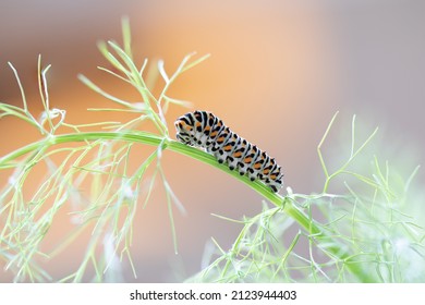 Caterpillar papilio machaon (European Swallowtail butterfly)