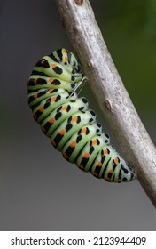 Caterpillar papilio machaon (European Swallowtail butterfly)