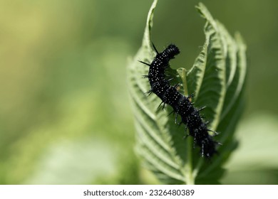 The caterpillar of a peacock butterfly climbs up the leaf of a stinging nettle. A piece of the sheet is missing. The background is green.