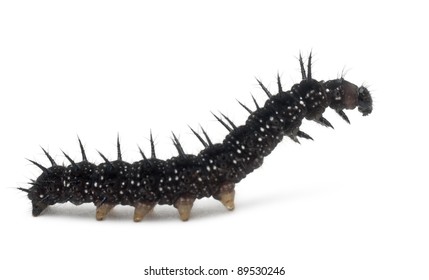 Caterpillar of a Peacock butterfly, Inachis io, in front of white background - Powered by Shutterstock