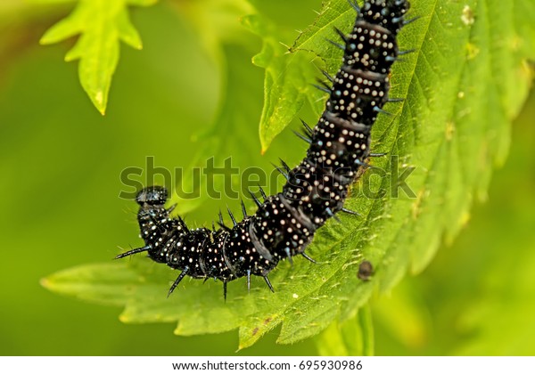 Caterpillar of\
peacock butterfly on stinging\
nettle
