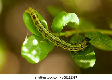 Caterpillar as a pest eating buxus leaves, Cydalima perspectalis as the biggest pest for buxus.