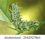 caterpillar phase of the Cecropia moth insect with selective focus and blurry yellow background 