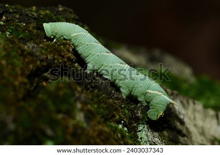 The caterpillar of the poplar hawk-moth (Laothoe populi)crawls up the trunk of a birch tree.It feeds mainly on poplar and aspen, but sometimes on willow, alder, apple, tomato, birch, elm, oak and ash. Stock fotó © 
