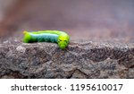 Caterpillar ready to become a cacoon