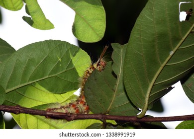 caterpillar at small leaf
