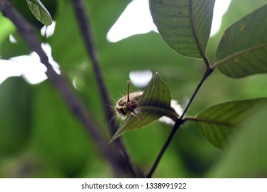 caterpillar at small leaf
