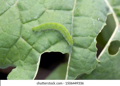 Caterpillar of the small white or small cabbage white (Pieris rapae) on damaged cabbage leaves. It is a serious pest to cabbage and other mustard family crops