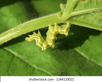 12 Snake gourd semilooper Images, Stock Photos & Vectors | Shutterstock