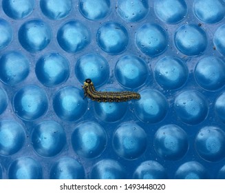 Caterpillar , Solar Pool Cover With Dust