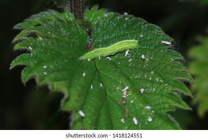 A Caterpillar Of The Speckled Wood Butterfly. Scientific Name Pararge Aegeria. The Caterpillar Is Resting In A Stinging Nettle Leaf.
