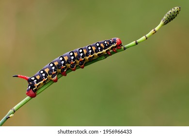 Caterpillar Of Spurge Hawk Moth, Close Up. Genus Species Hyles Euphorbiae.