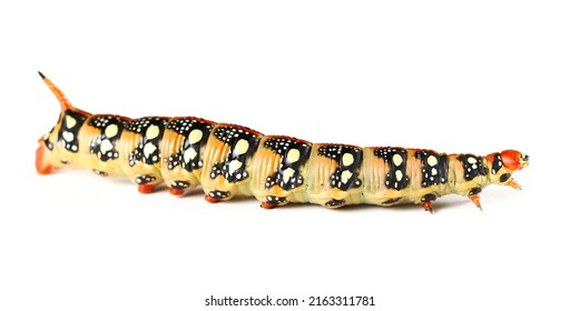 Caterpillar Of Spurge Hawk Moth (Hyles Euphorbiae) Isolated On White 