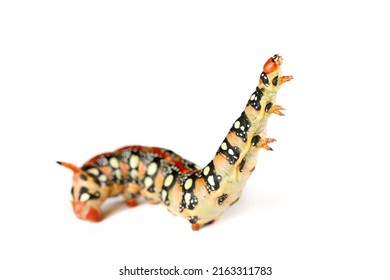 Caterpillar Of Spurge Hawk Moth (Hyles Euphorbiae) Isolated On White 