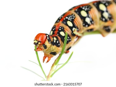 Caterpillar Of Spurge Hawk Moth (Hyles Euphorbiae) Isolated On White 