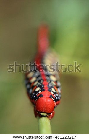 Image, Stock Photo anthurium Anthurium