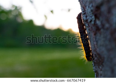 Caterpillar In The Sun. Closeup of a caterpillar on the side of a tree sunlight behind it