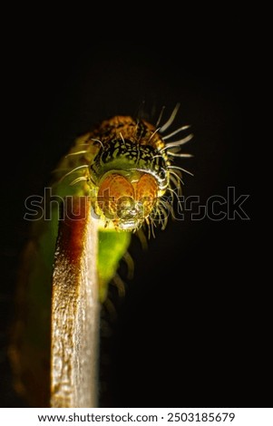 Similar – Image, Stock Photo Hair and spines