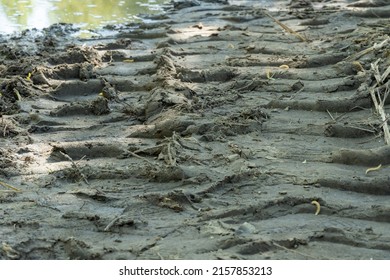 Caterpillar Tractor Tracks In The Mud. Large Dirty Puddle Filled The Hole After The Tractor. No Road. Ground Water.