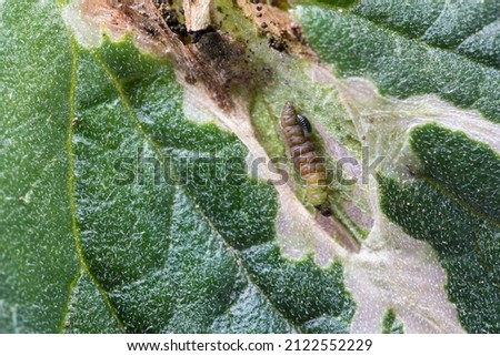Caterpillar of Tuta Absolute parasitized by the Necremnus Tutae wasp larva in a gallery on a tomato leaf