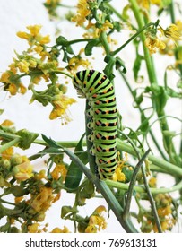 The Caterpillar Of An Unpaired Silkworm Climbs A Stalk