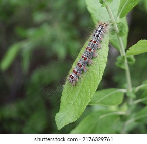 A Caterpillar Of An Unpaired Silkworm Devours A Willow Leaf On A Summer Day