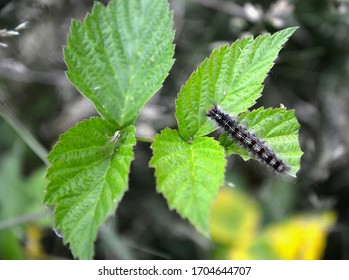 The Caterpillar Of The Unpaired Silkworm (Lymantria Dispar Linnaeus) Eats A Leaf Of Raspberry