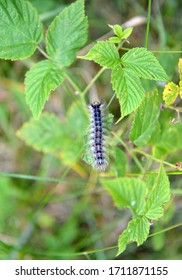 The Caterpillar Of An Unpaired Silkworm (Lymantria Dispar Linnaeus) Crawls Over A Branch Of Raspberry