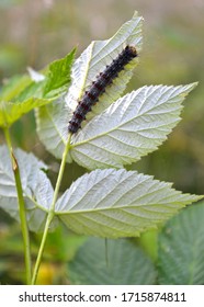 Caterpillar Of Unpaired Silkworm (Lymantria Dispar Linnaeus) Eats Raspberry Leaf