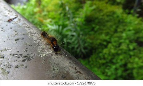 Caterpillar Walking on the Edge of a Fence