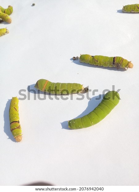 caterpillar with white background\
with.Caterpillars are the larval stage of members of the order\
Lepidoptera.Green caterpillar.Its Another names is Queen\
caterpillar,Plain Tiger\
caterpillar.
