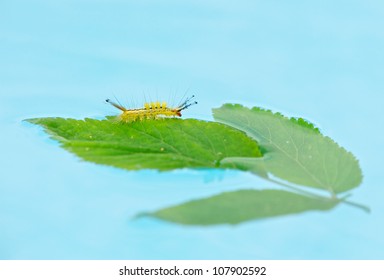 Caterpillar, White Marked Tussock Moth, Walking On A Leaf Floating On Water.