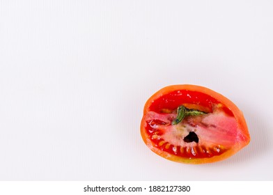 Caterpillar Worm Eating A Tomato